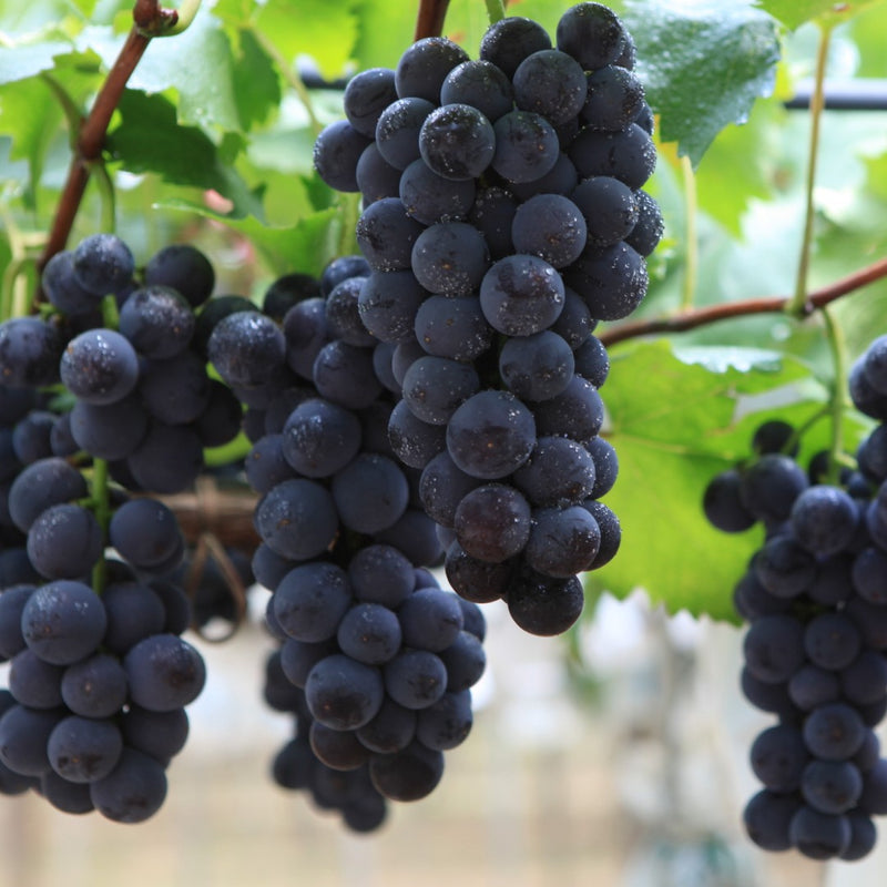 Kyoho Grapes on vine