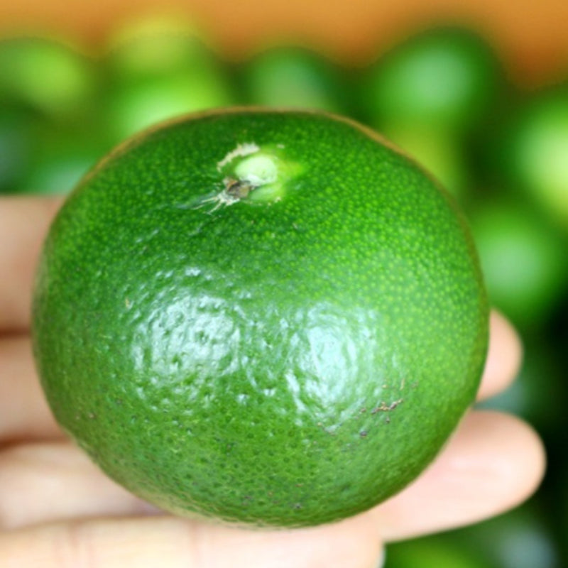 Green tangerines 청귤 (Chung-Gyul) - 1kg/3kg/5kg