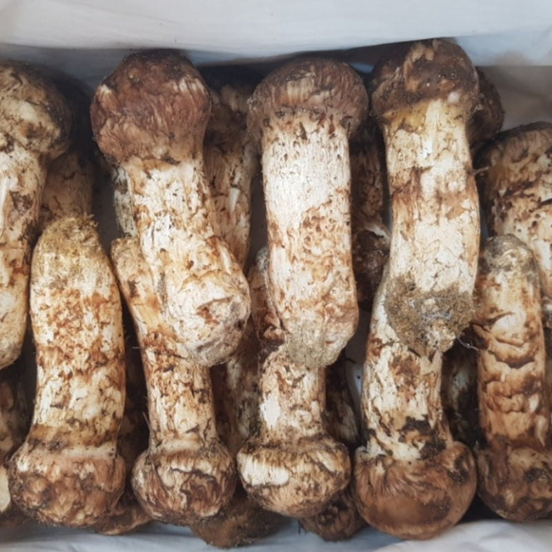 Deliver 27 Sep. (Pre-Order)  Korean Matsutake (Songi Beoseot) 송이버섯 mushroom - 1 Kg