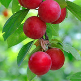 plums on tree branch