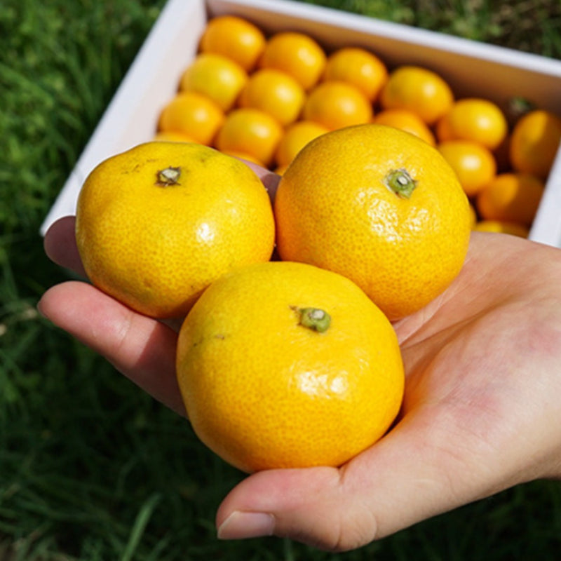 Premium Jeju Bulrocho Tangerine 제주 불로초 감귤 - 1.5kg