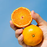 Premium Jeju Bulrocho Tangerine 제주 불로초 감귤 - 1.5kg
