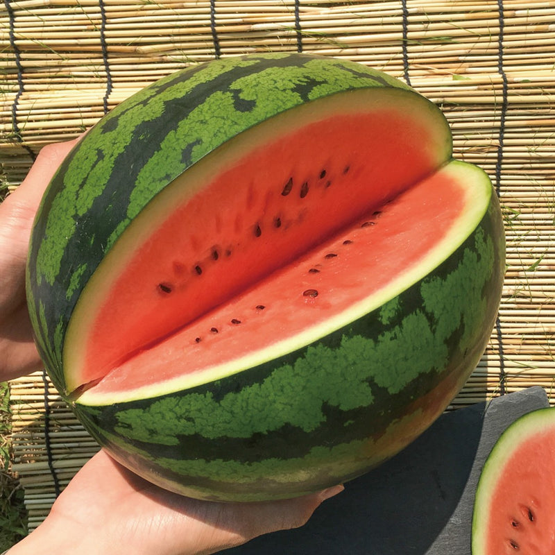 Deliver 27 Sep. (Pre-Order) Super Premium Watermelon 수박 - approx. 7kg